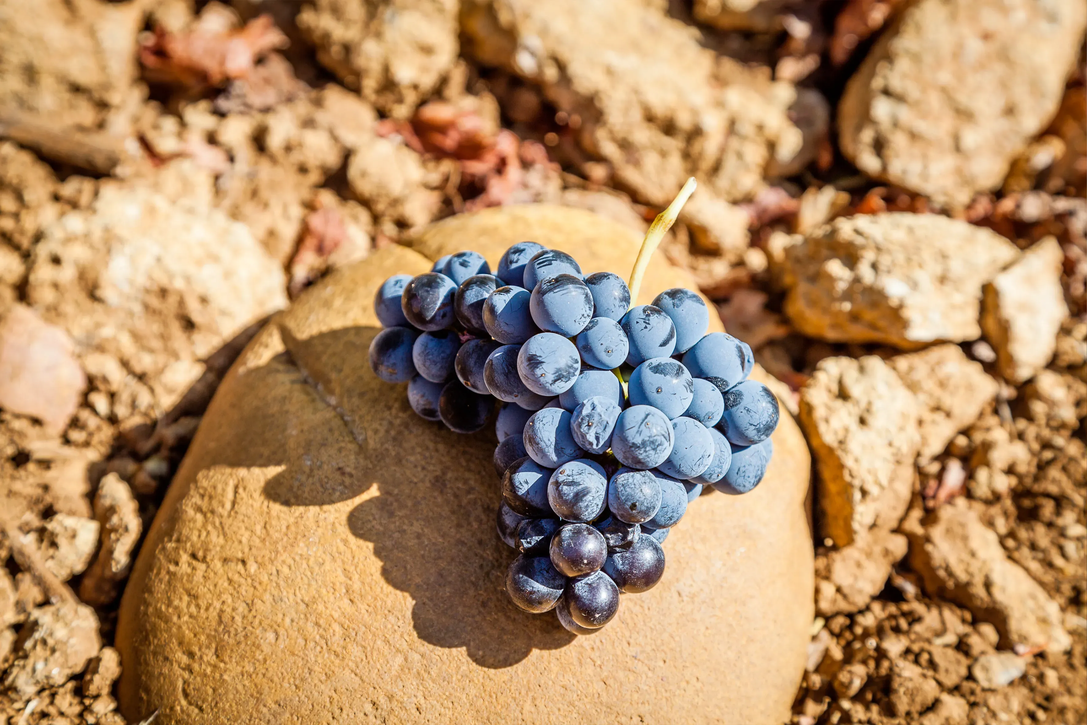 Bunch of Grenache from Château de Nalys. Bunch of Grenache from Château de Nalys.