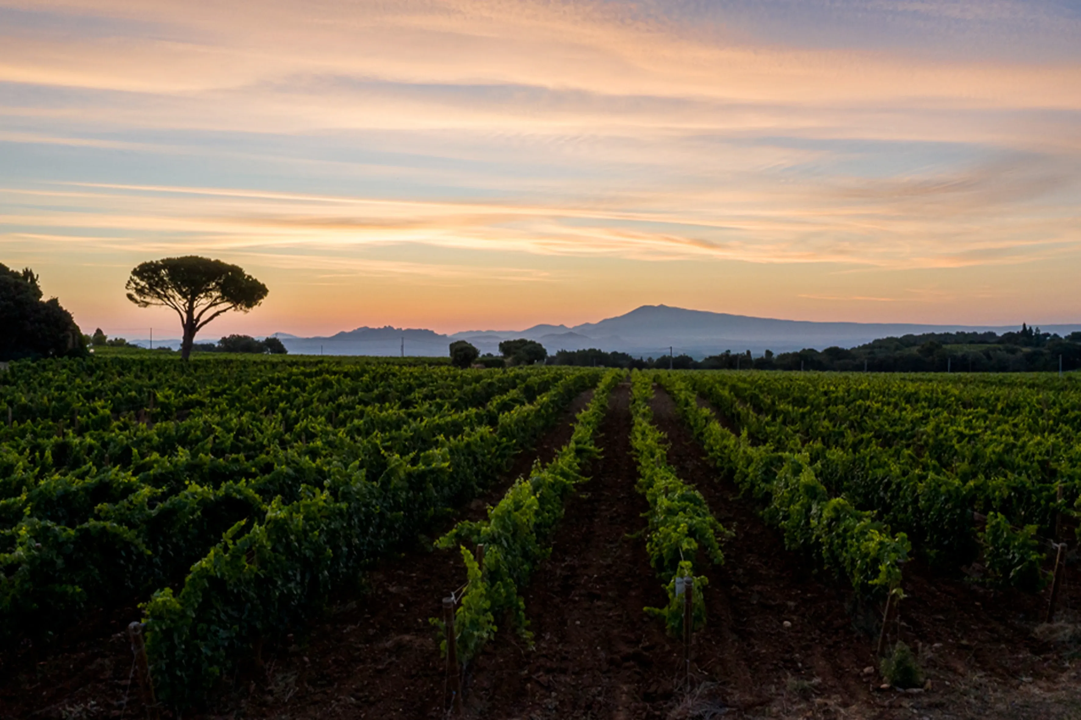 Vineyards of Château de Nalys. Vineyards of Château de Nalys at sunset.
