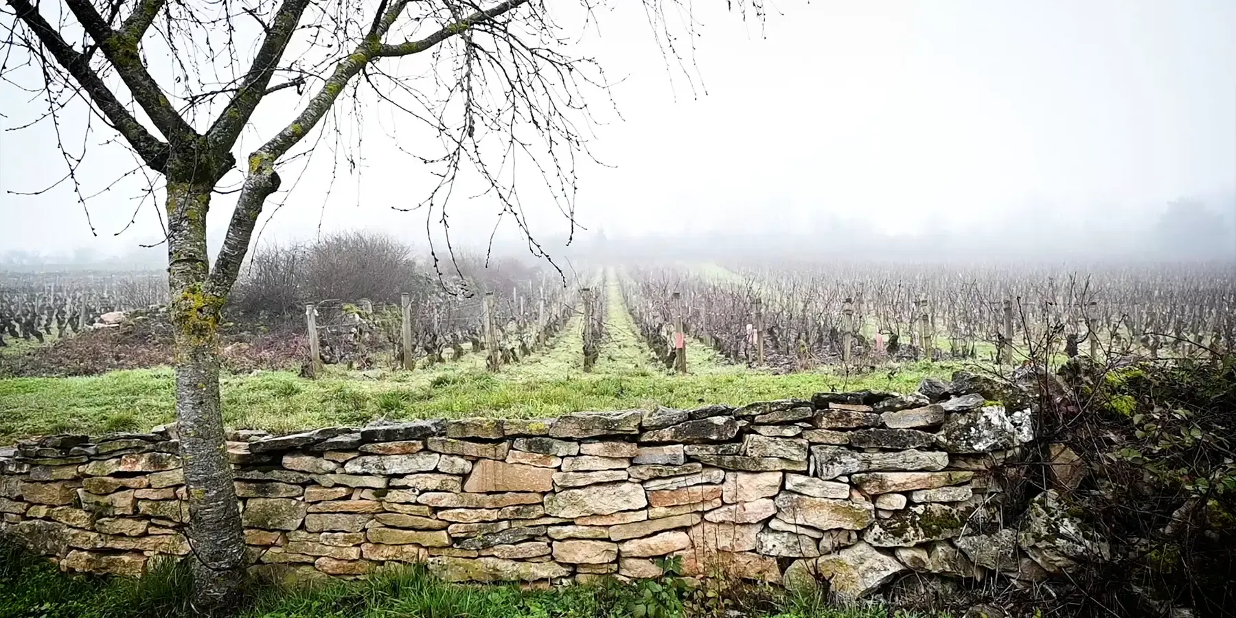 Burgundy vines in the fog Burgundy vines in the fog