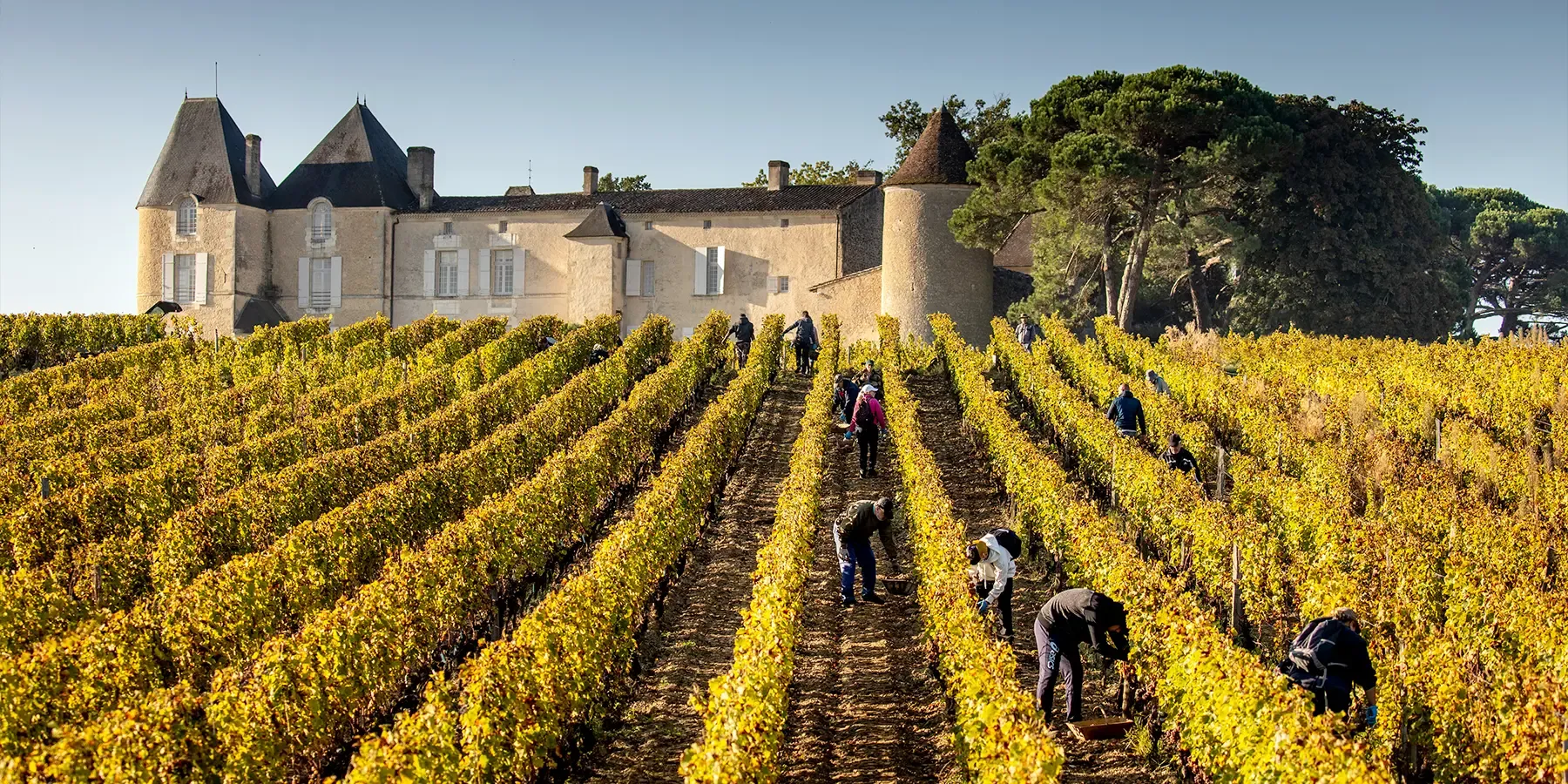 Le Château d'Yquem et ses vignes Le Château d'Yquem et ses vignes